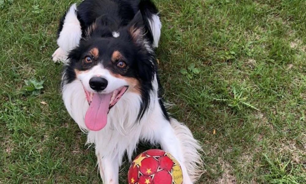 Siste Border collie valp til salg