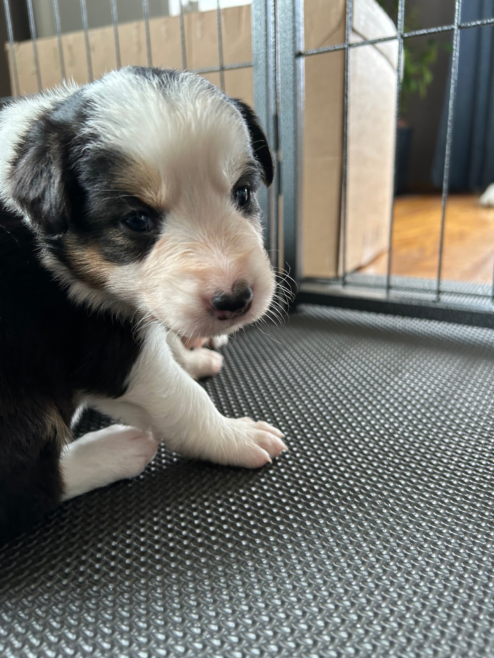 Border Collie valper