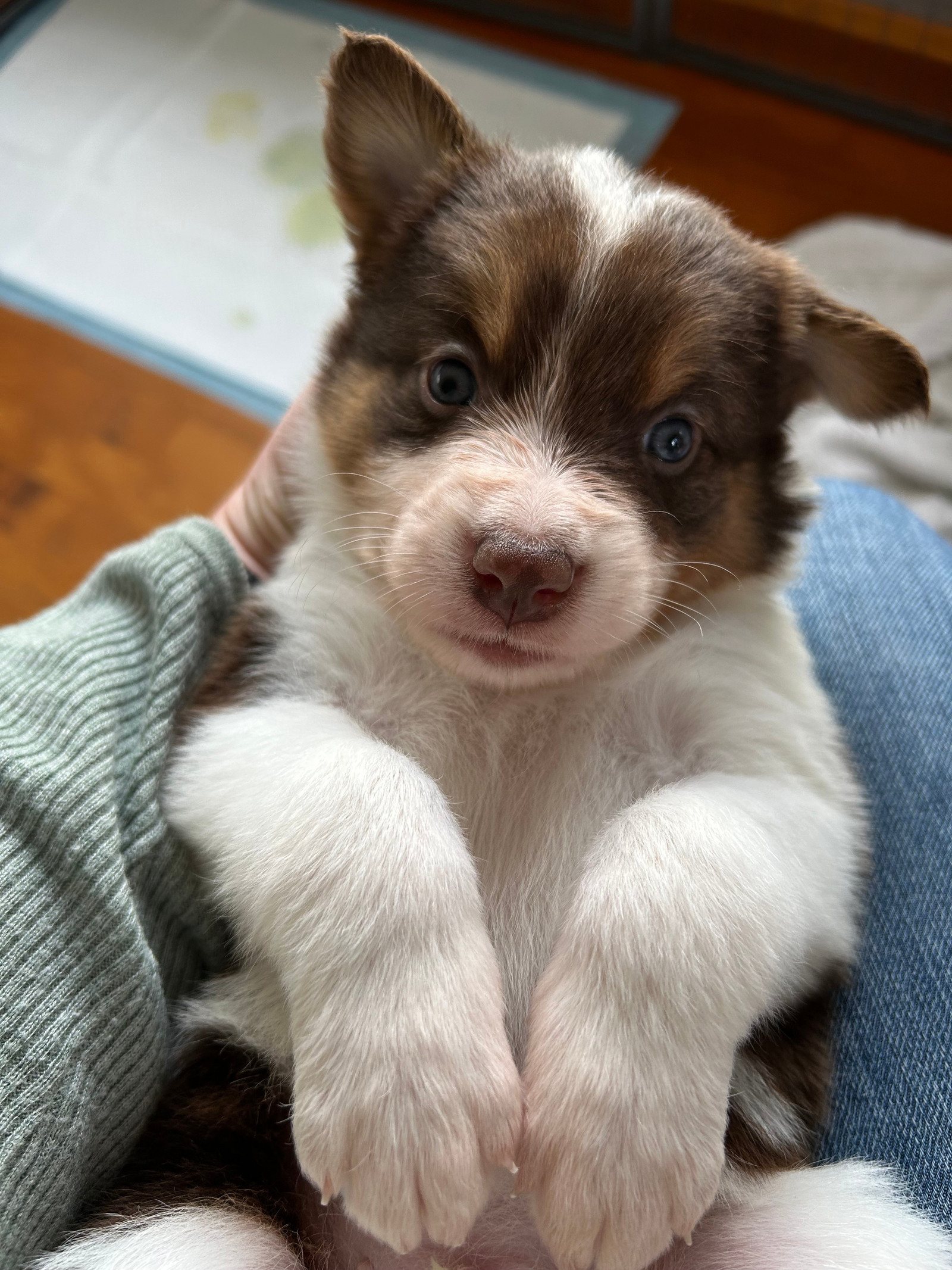 Border Collie valper