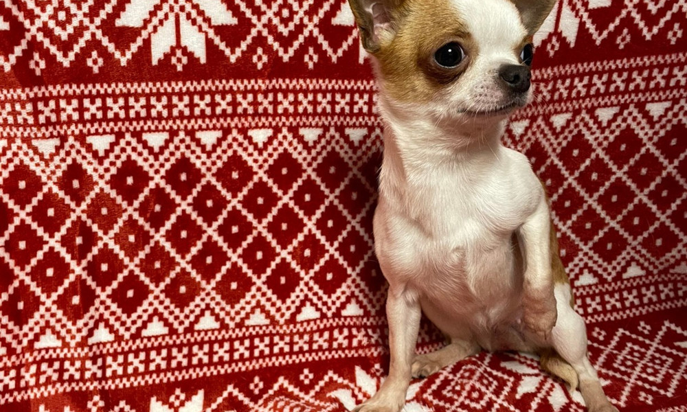 Chihuahua