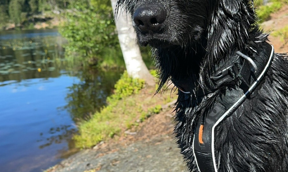 Deltidshjem til fineste flatcoated-retriever blandingshund