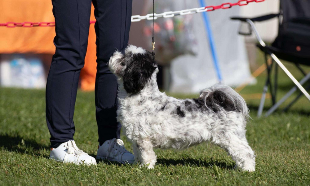 Lhasa apso  tispe valp