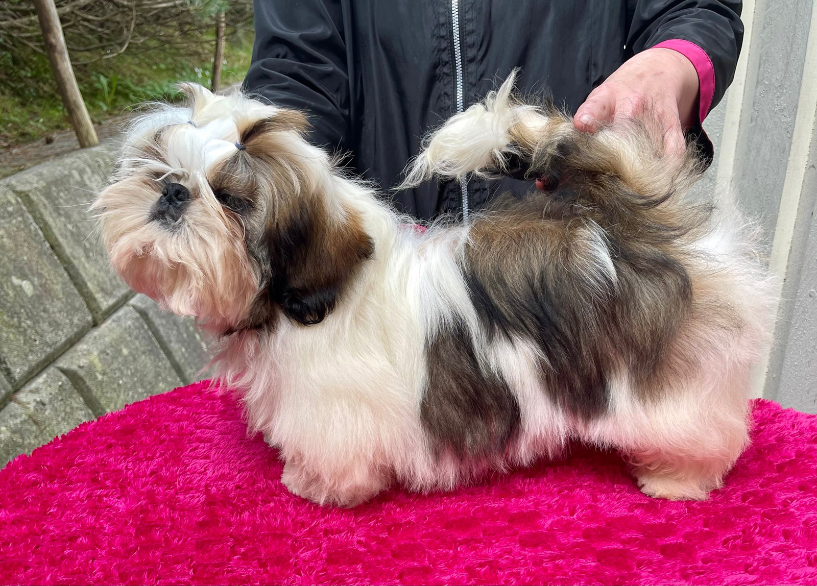 Nydelig SHIH TZU gutt nkk registrert