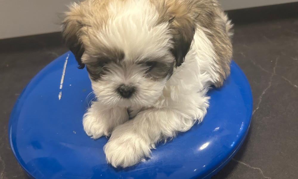 Renraset Lhasa Apso valper født 30/11 . NKK registrert