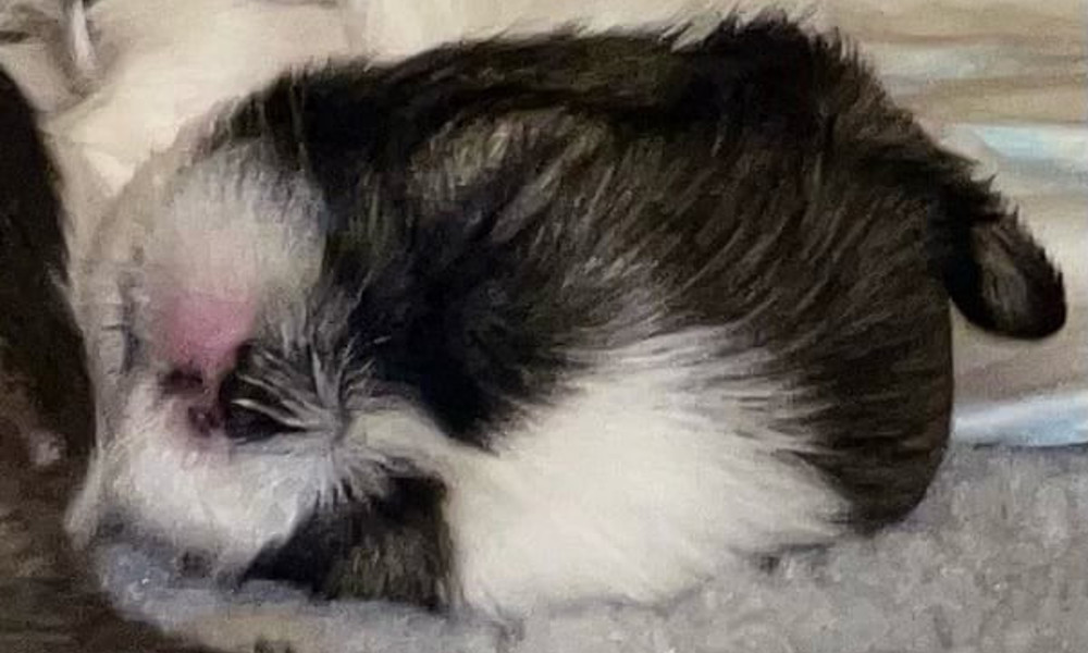 Renraset Lhasa Apso valper født 30/11 . NKK registrert