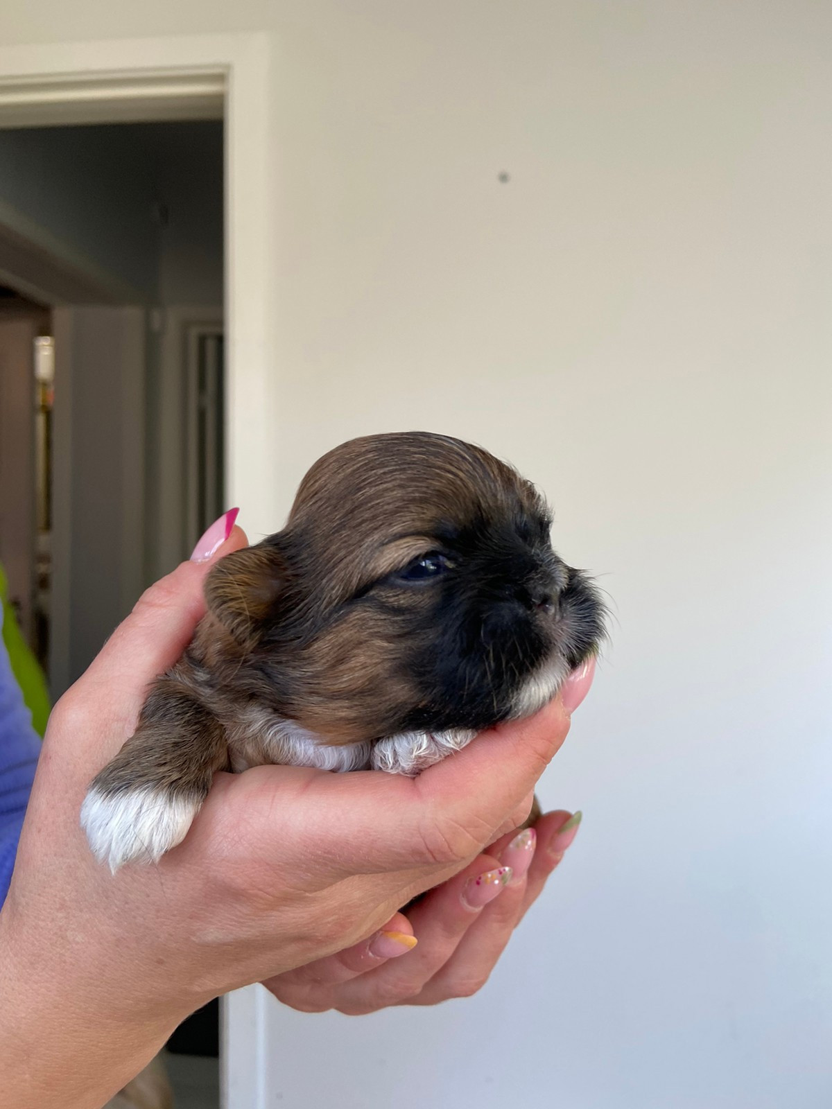 Shih tzu valper hannhund