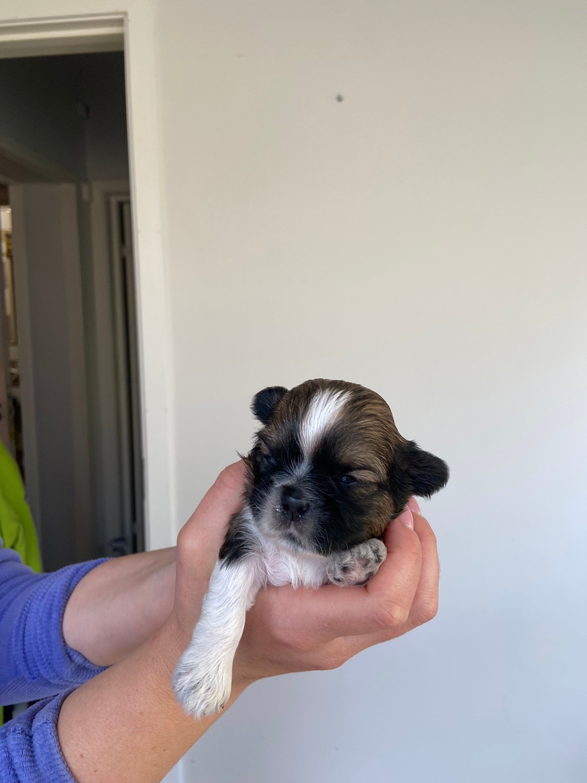 Shih tzu valper hannhund