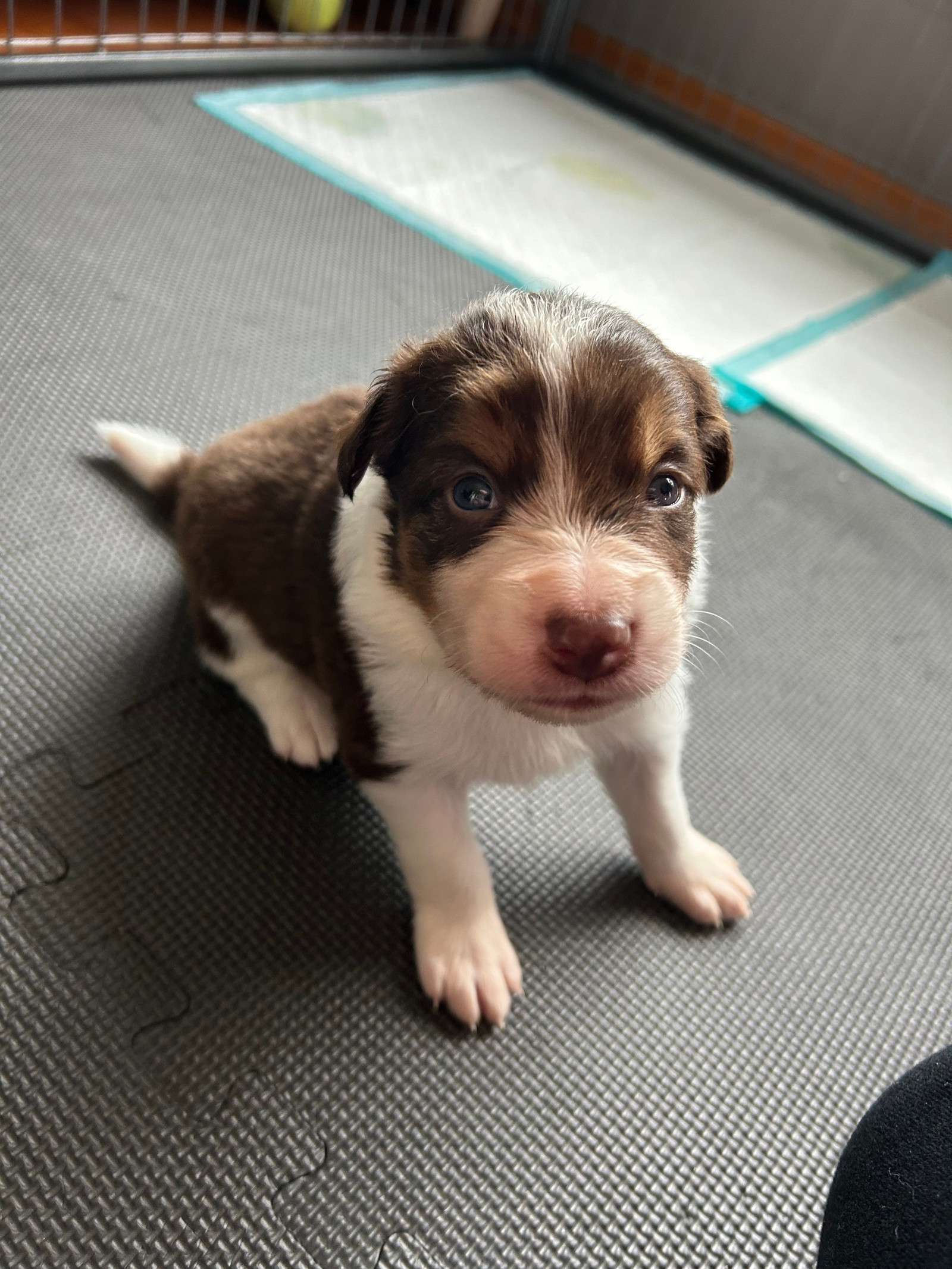 Border Collie valper