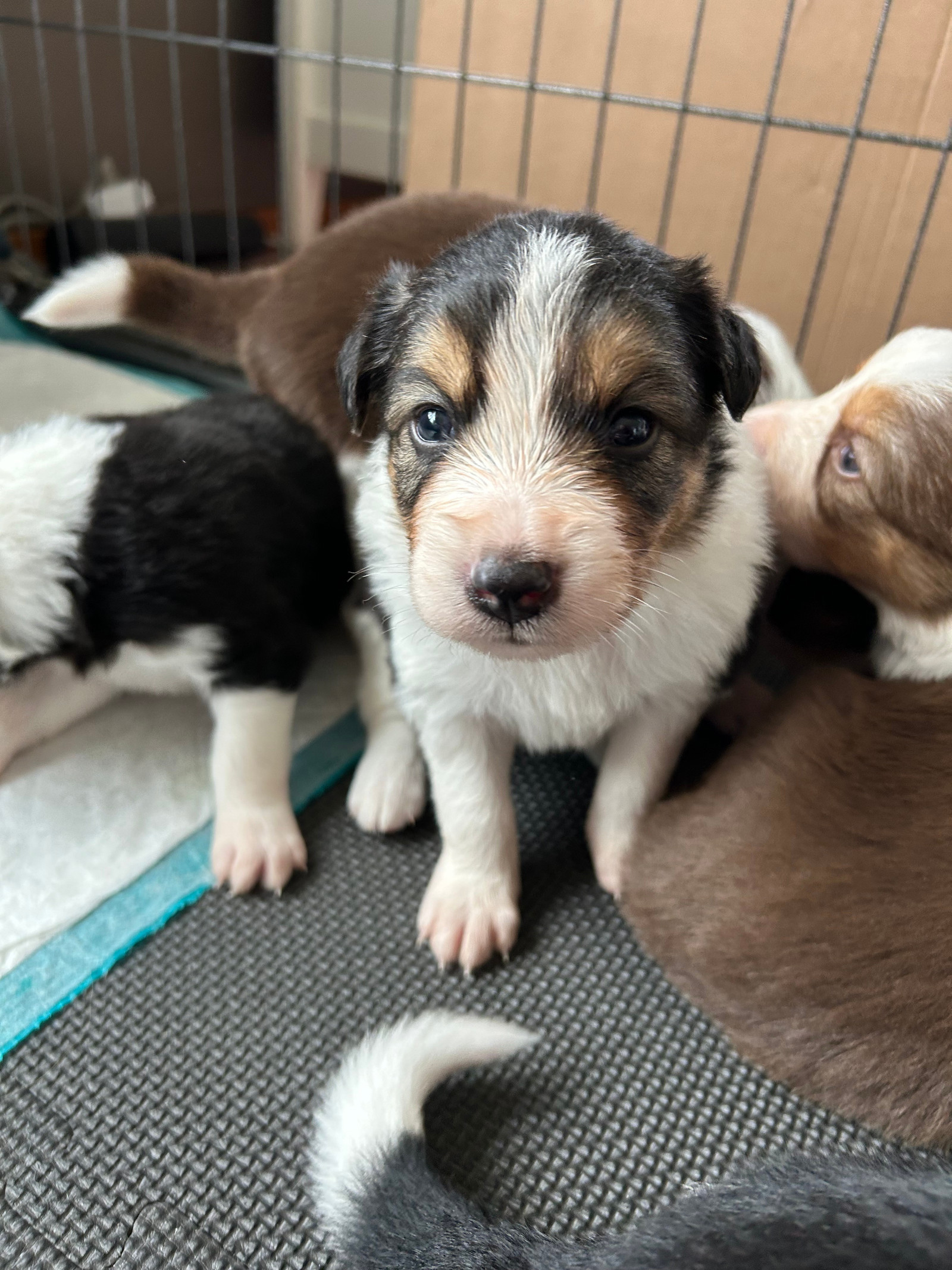 Border Collie valper