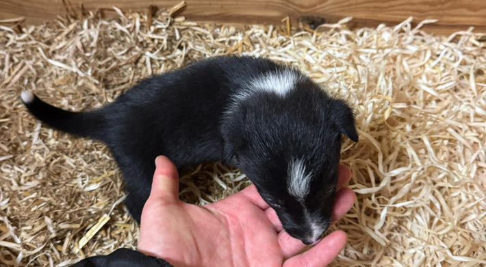 Bordercollie valper