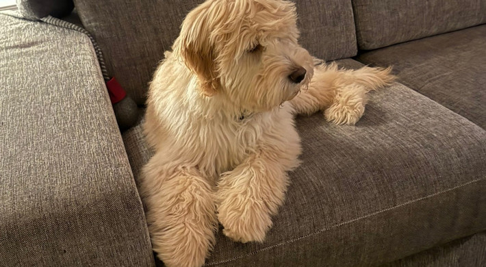 Goldendoodle