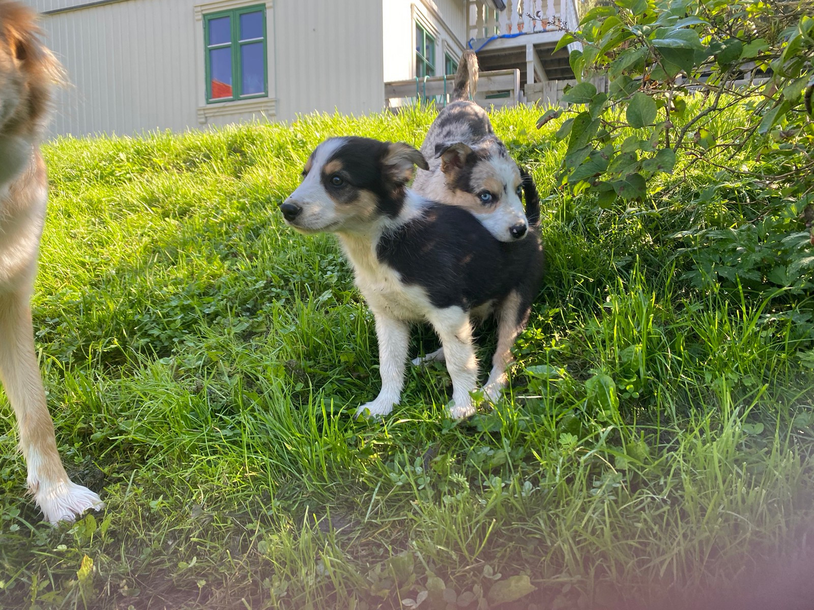 NKK registrerte Border Collie valper (leveringsklare)