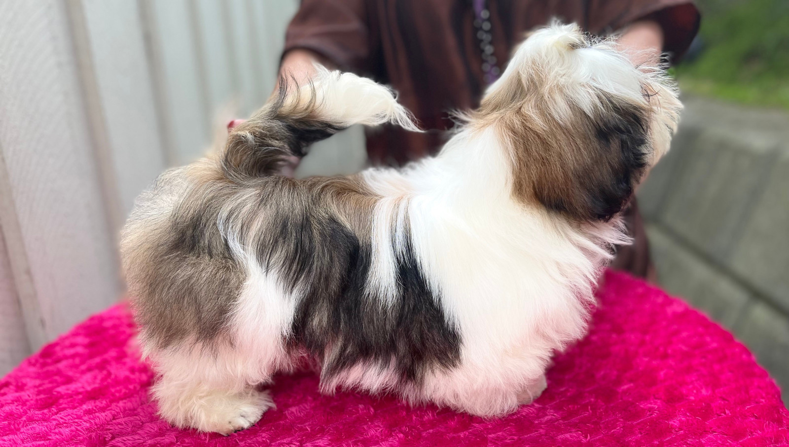 Nydelig SHIH TZU gutt nkk registrert