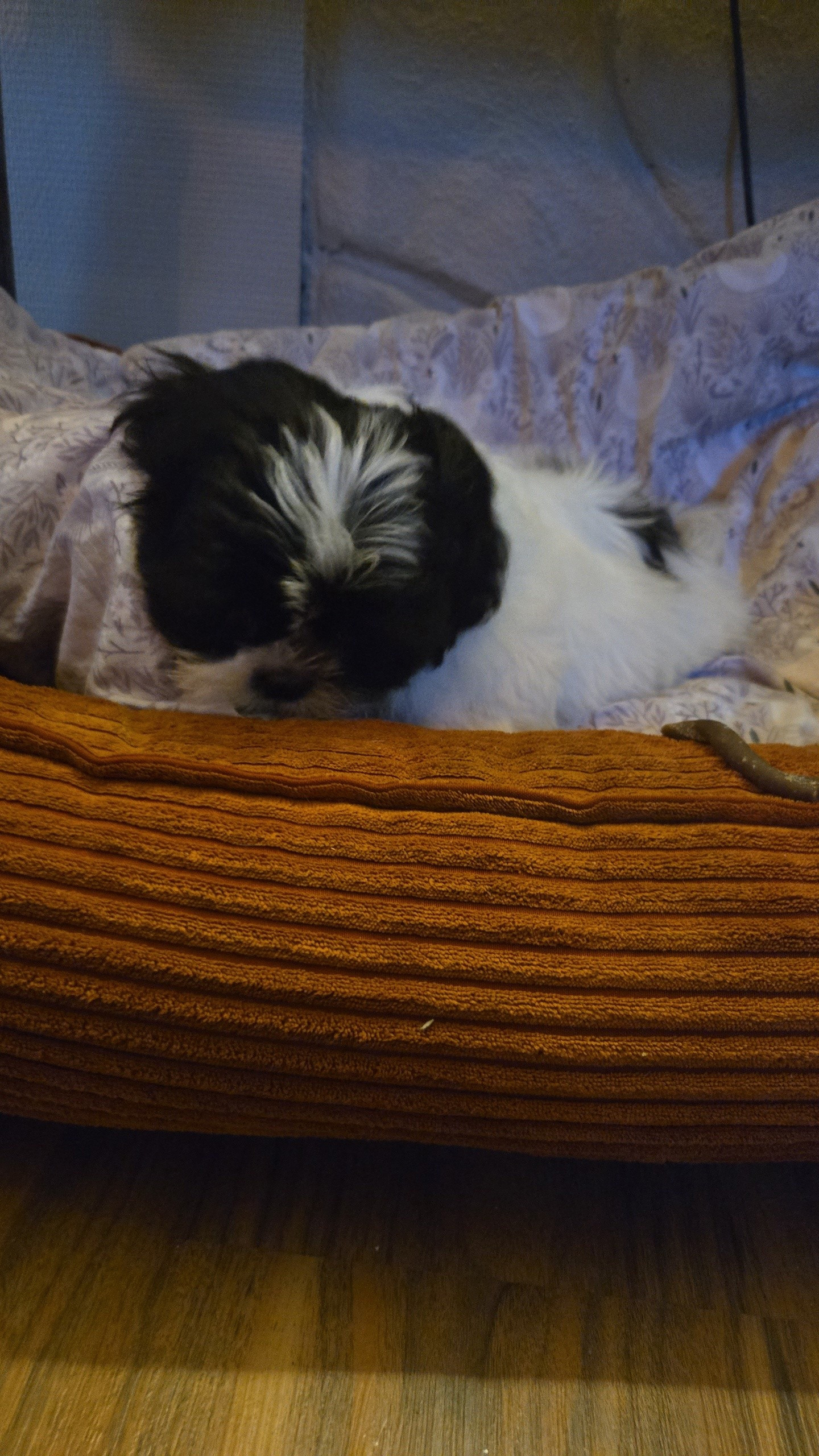 Shih tzu Tispe