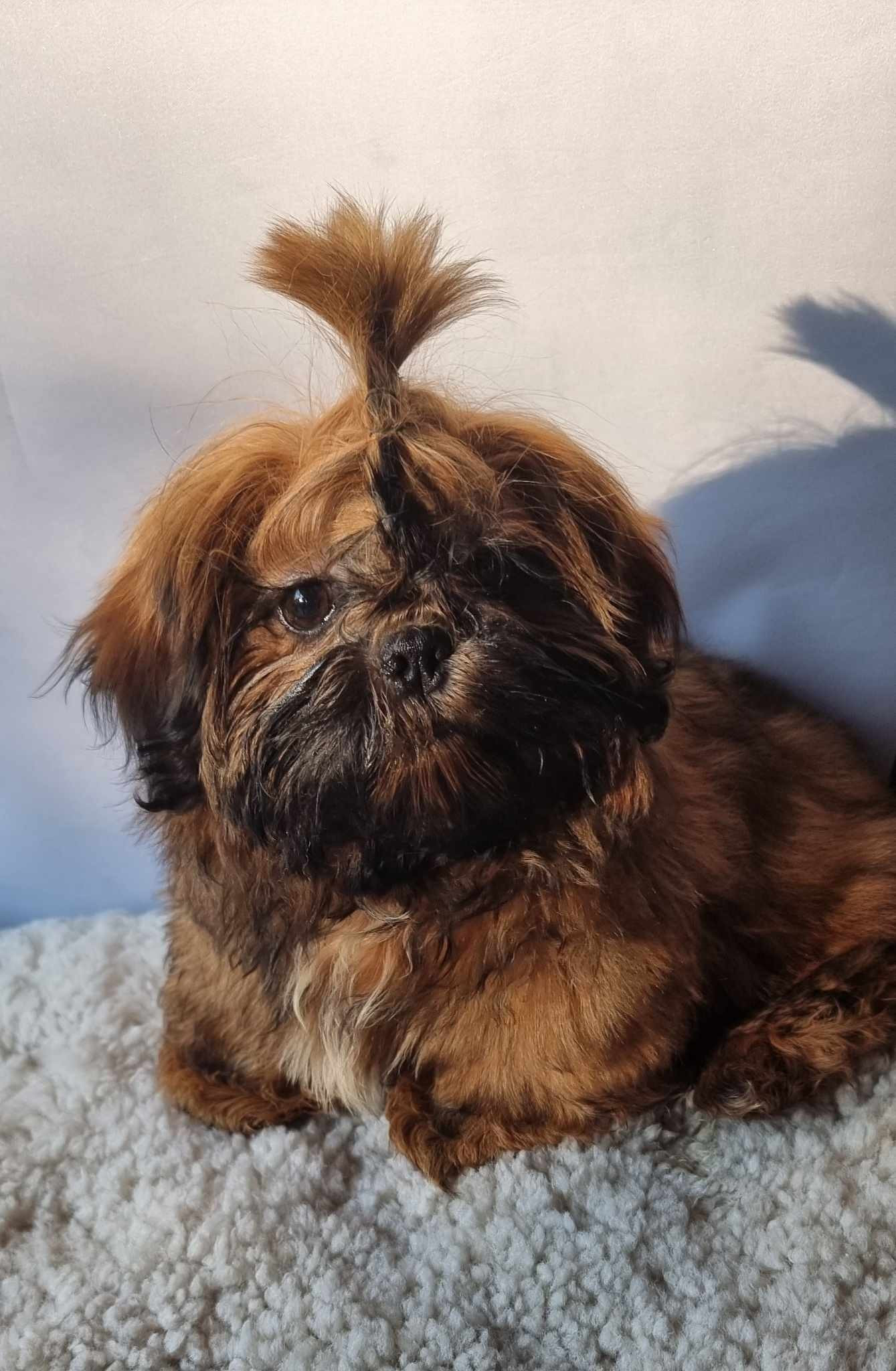 Shih tzu valper NKK reg