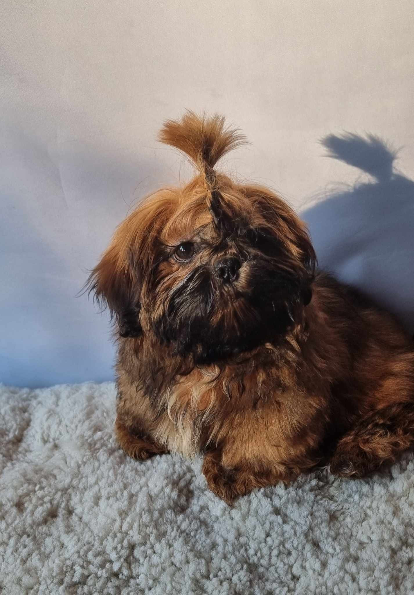 Shih tzu valper NKK reg