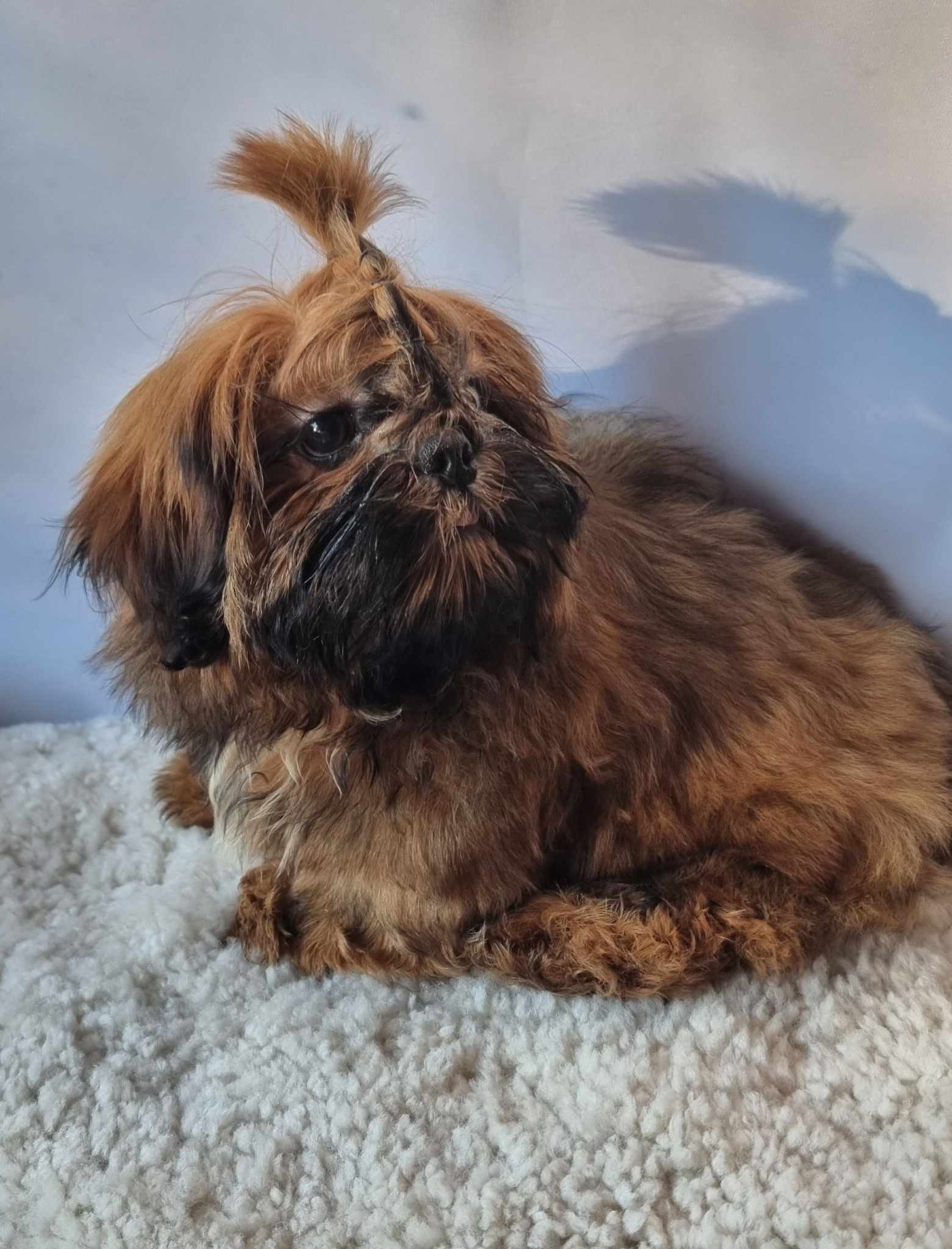 Shih tzu valper NKK reg