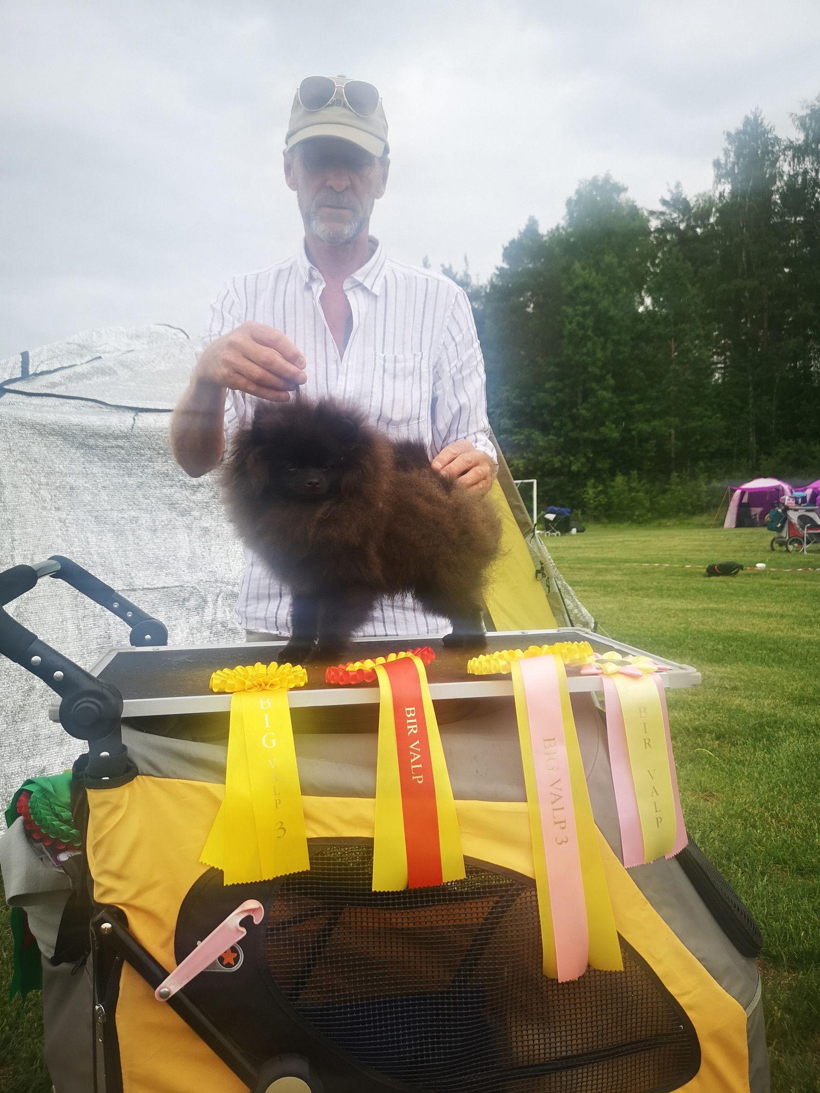 Sort premiert pomeranian gutt