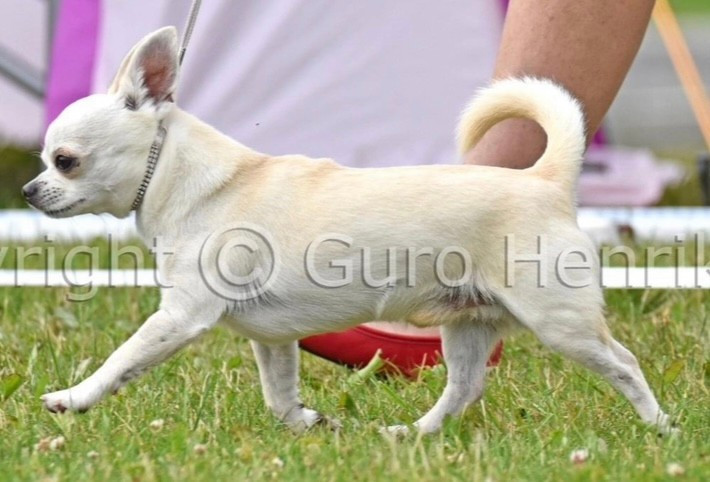 Voksen korthåret chihuahua hann søker sitt forevige hjem