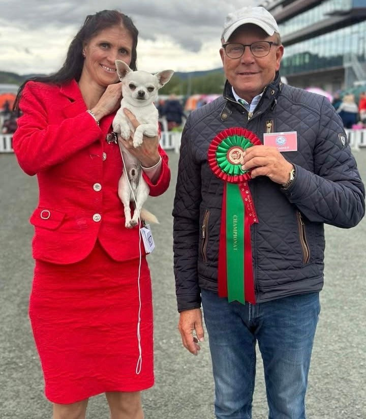 Voksen korthåret chihuahua hann søker sitt forevige hjem